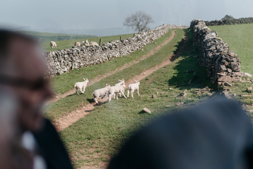lambs running away from wedding coach