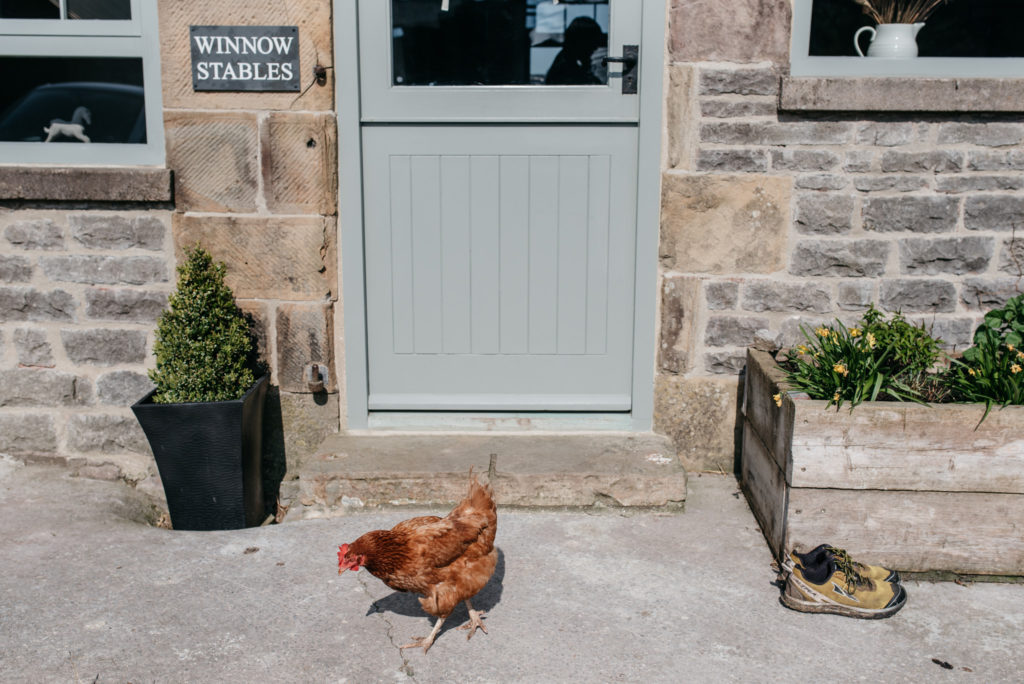 chicken outside bridal prep