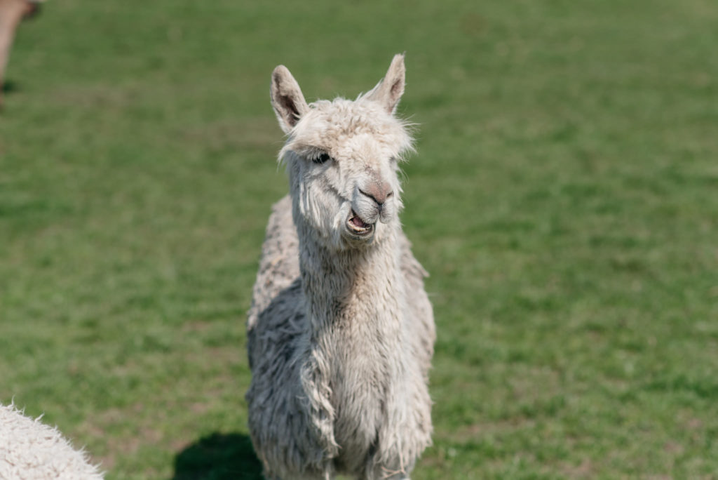 alpaca at wedding reception