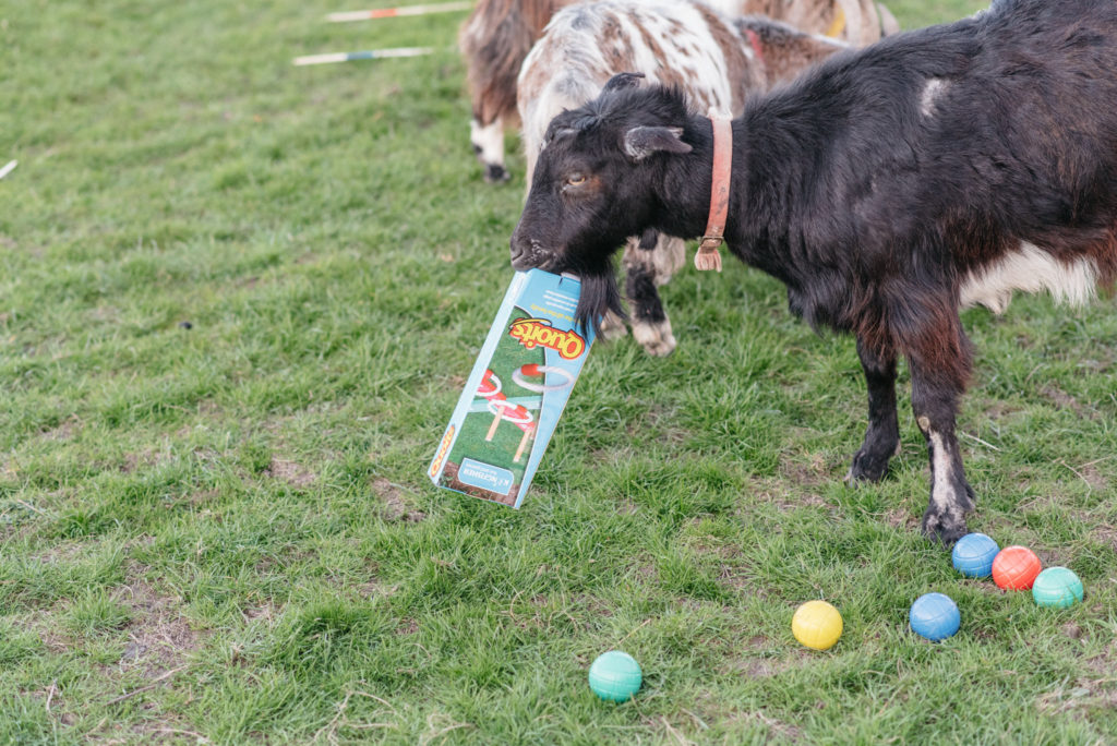 goat eating some of the lawn games