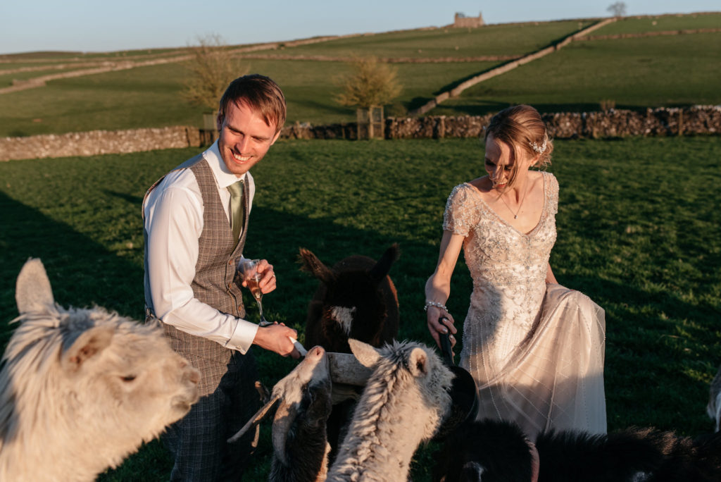 bride and groom feeding the animals