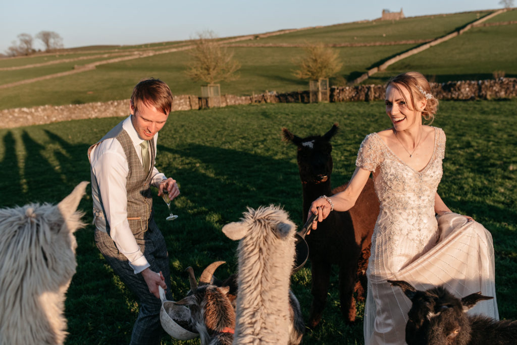 Bride and groom feeding the llamas