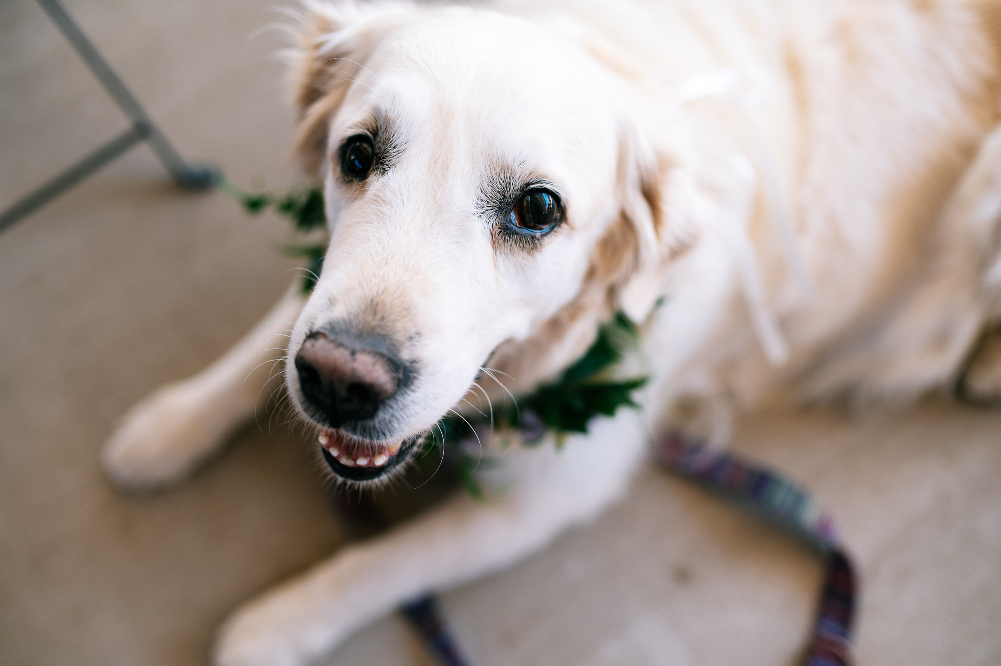 bride's family dog looking especially cute