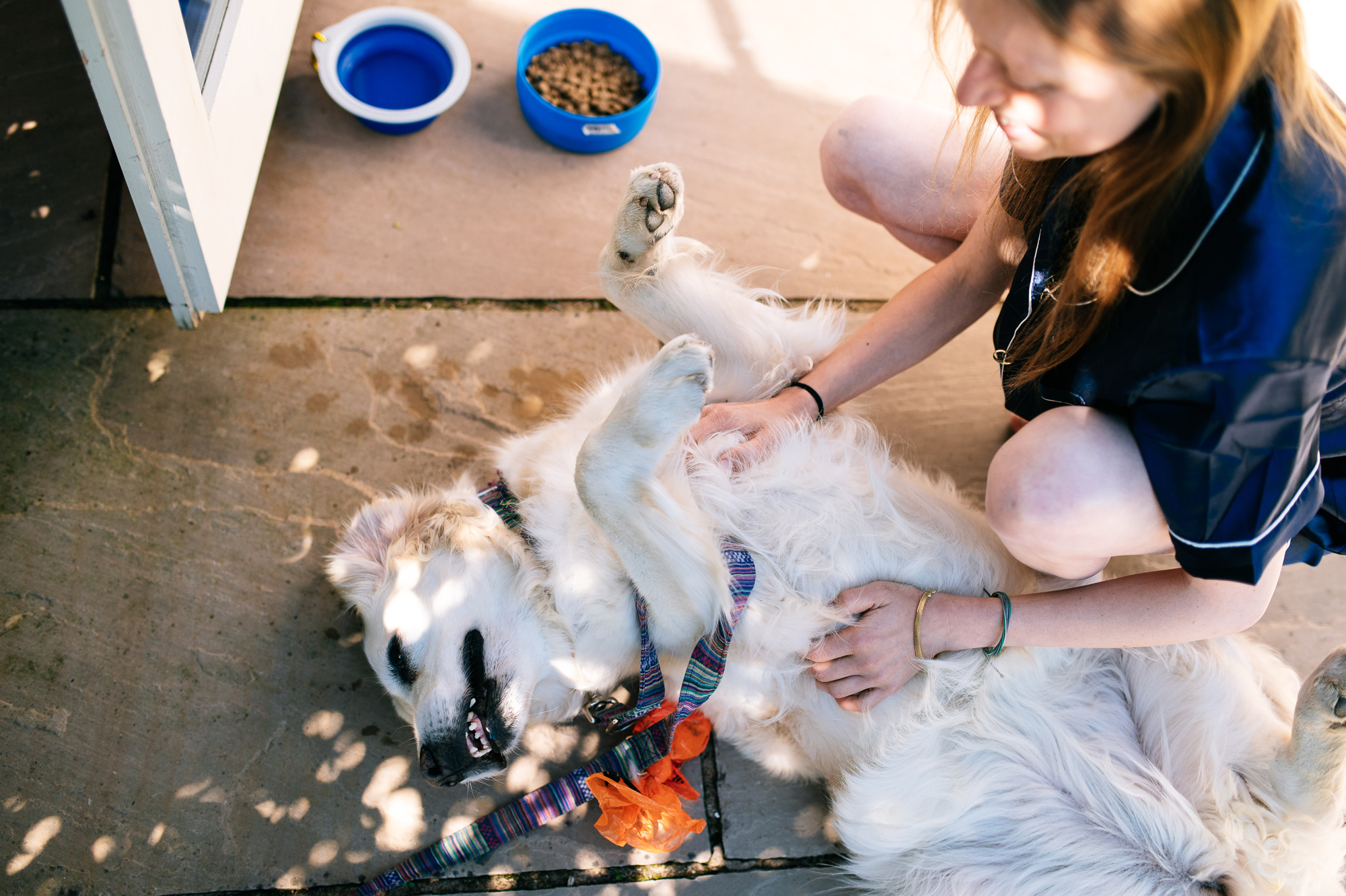 bridesmaid playing with a golden retriever dog