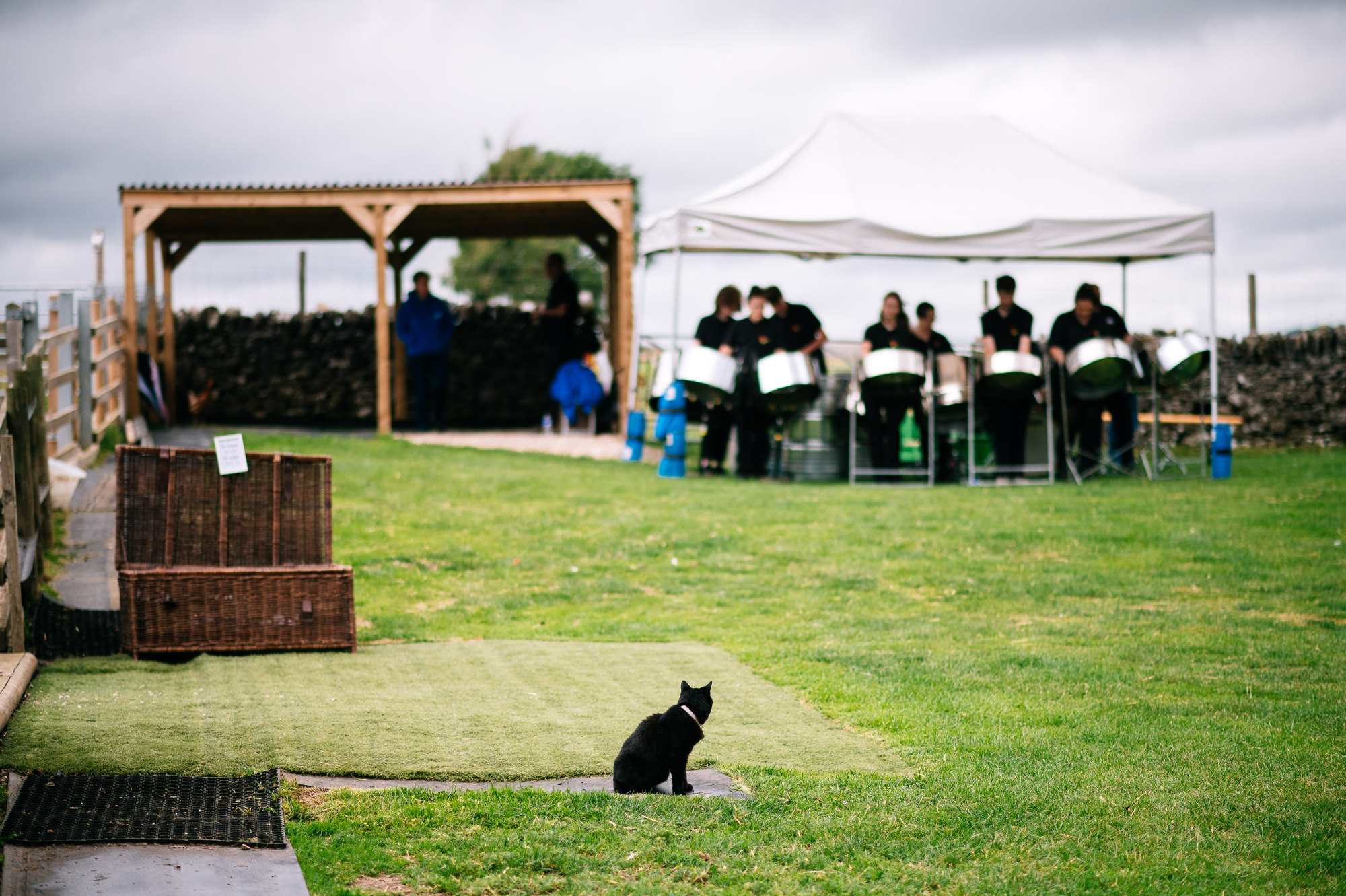 black cat watching a steel drum orchestra