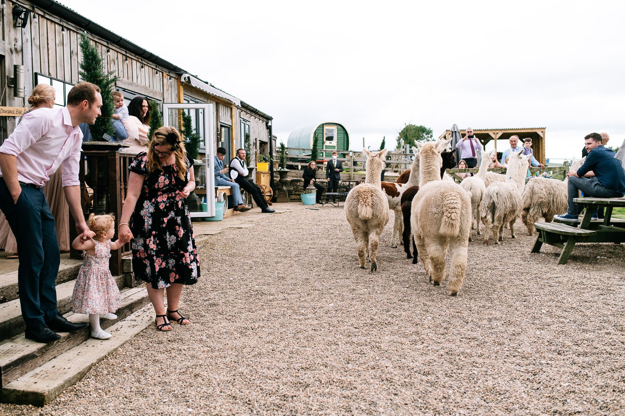the alpacas coming through at lower damgate farm