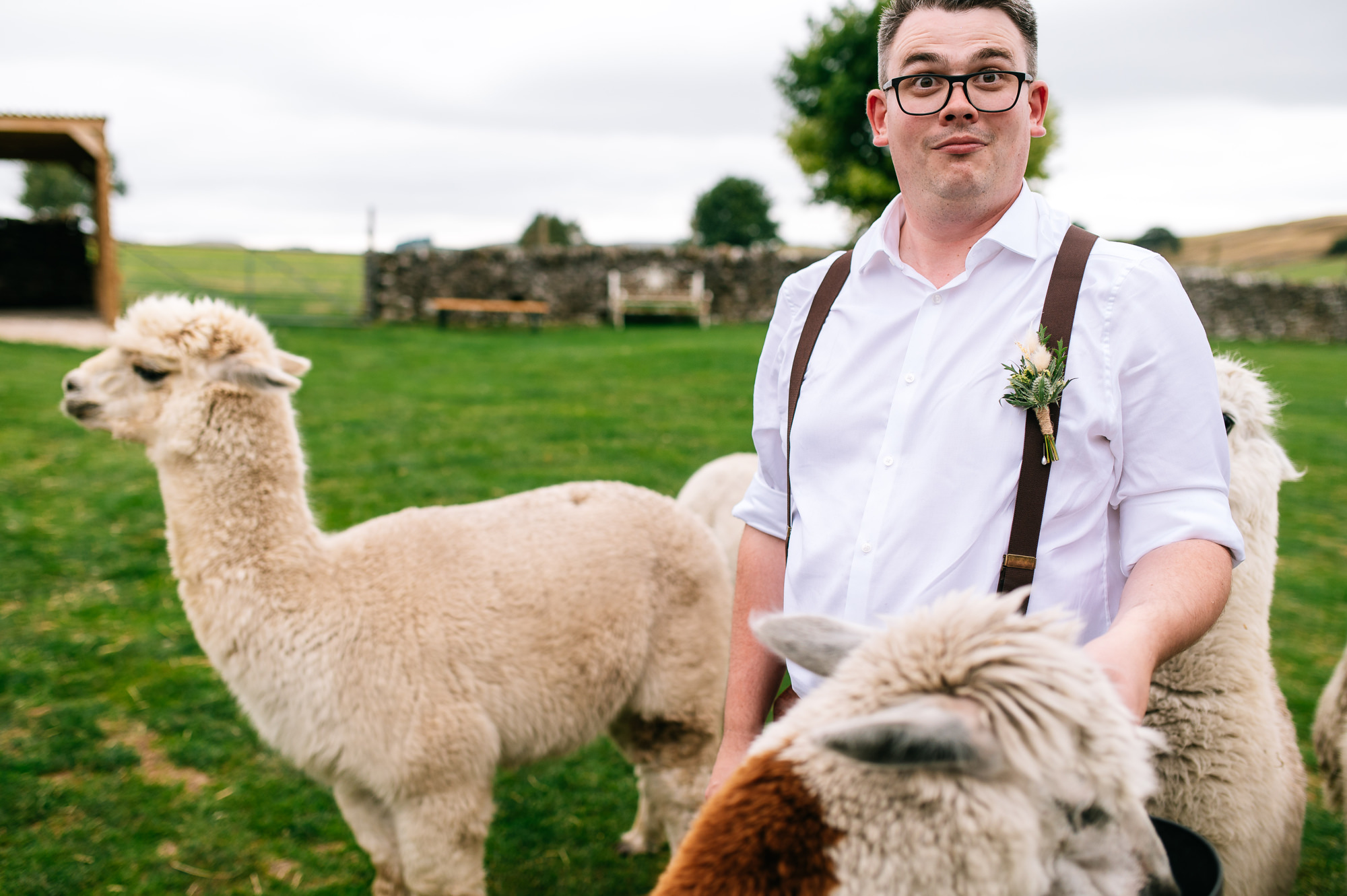 groom pulling a funny face stood with alpacas